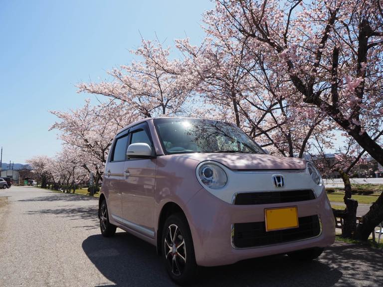 チェリーブロッサムと桜並木