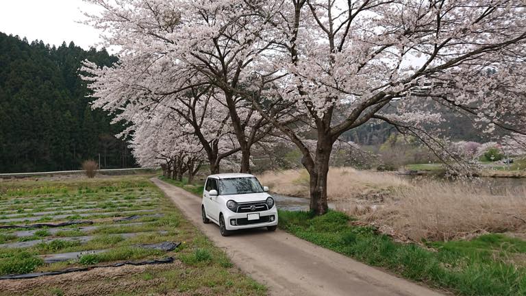 桜とコラボ