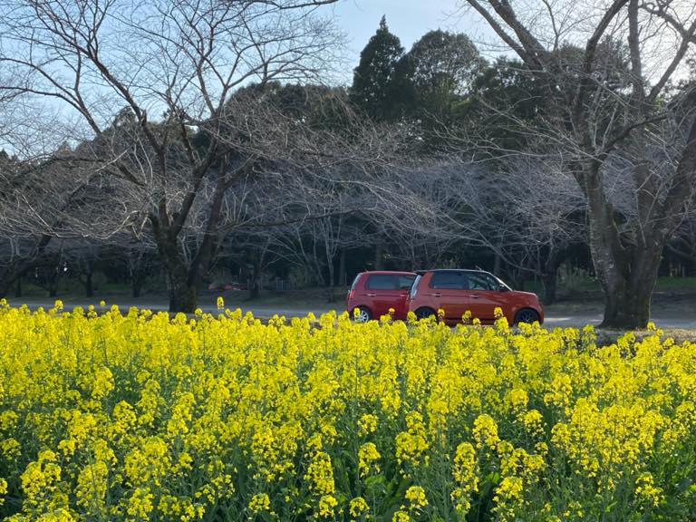 N-ONE2台で菜の花と