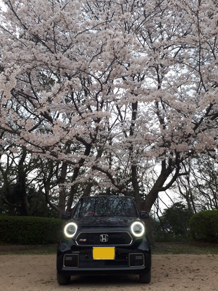 桜の木の下で