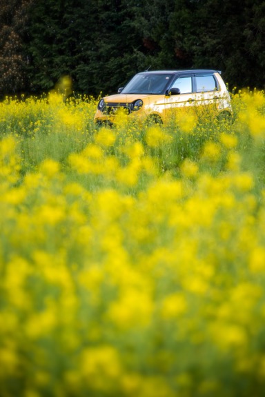 黄色い車と黄色い春の花
