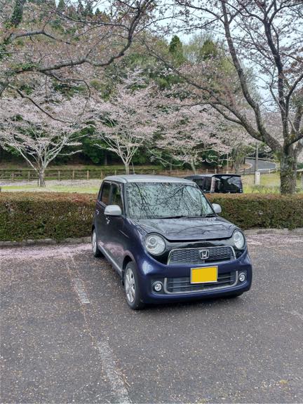 相棒と桜の名所へ