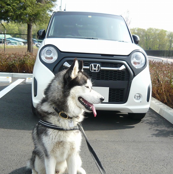 愛犬JACKの専用車