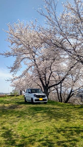 愛車と花見