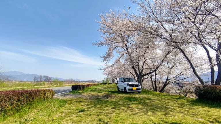 愛車と花見