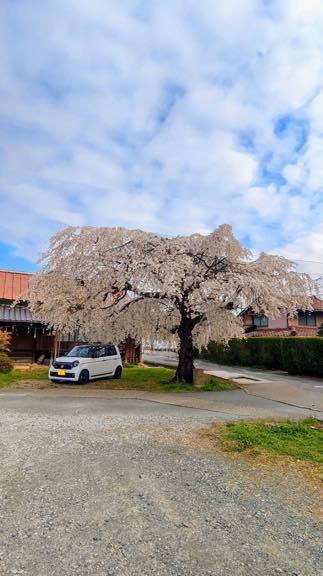 愛車と桜