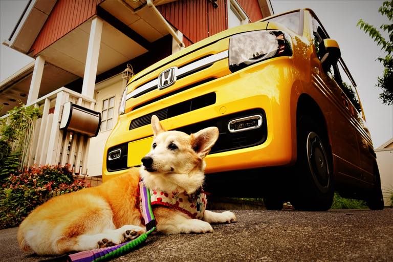 ニッキーもお気に入り