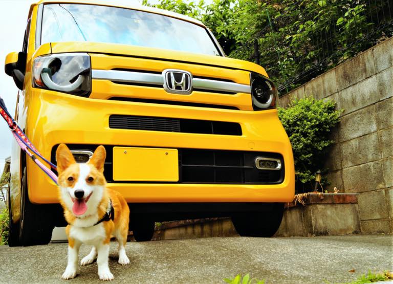 愛犬コニーもお気に入りです