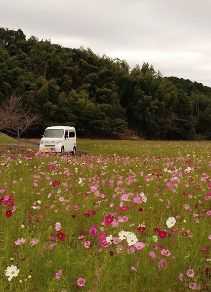 俺のNちゃんと綺麗なお花