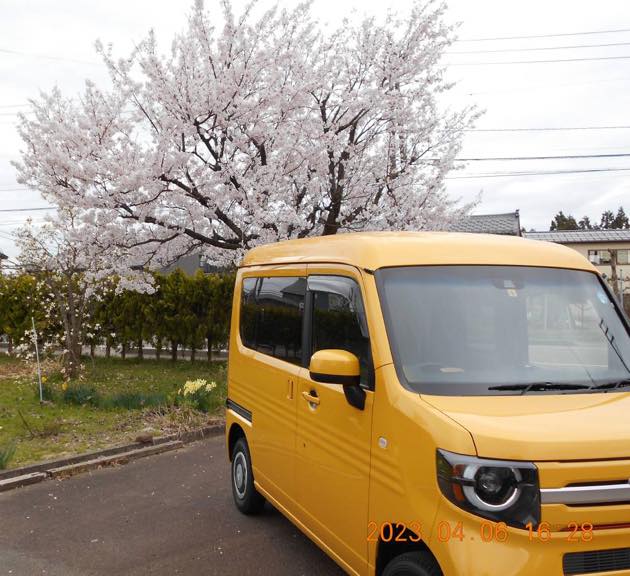 我が家の桜とN-VAN