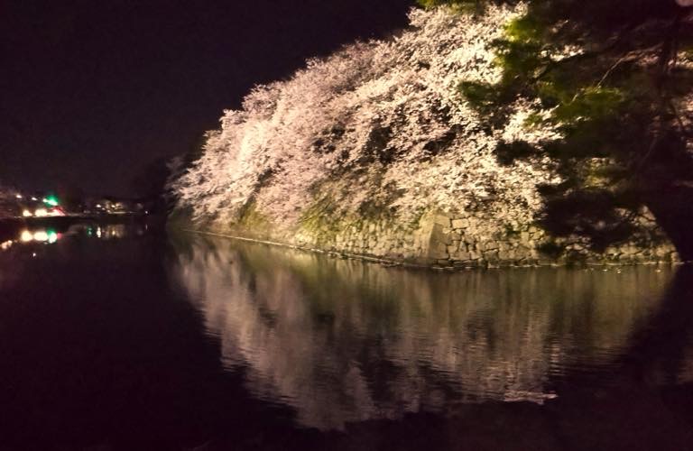 琵琶湖　半周桜旅