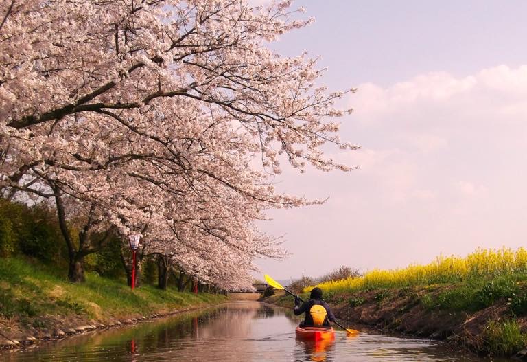 琵琶湖　半周桜旅