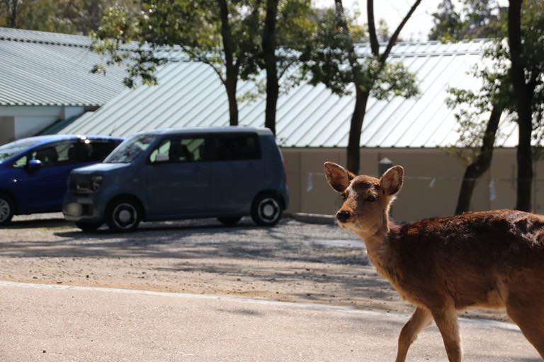 奈良公園の鹿も興味津々