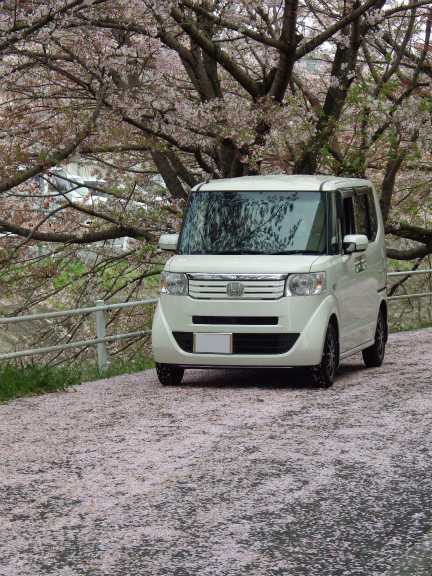 桜のじゅうたんとN-BOX！