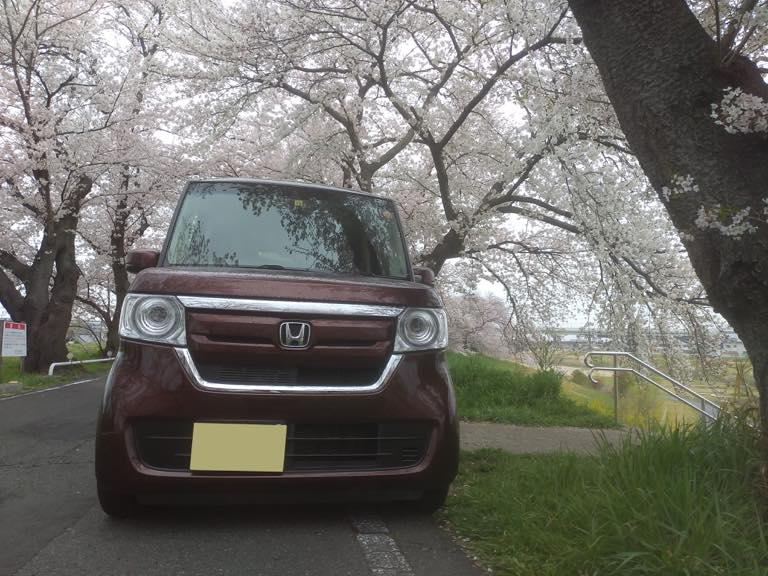 桜満開のアーチにて。