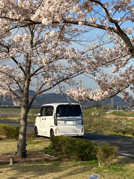 桜回廊を行く