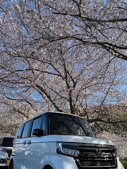 桜とN-BOX