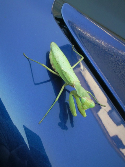 カマキリも乗りたい?車