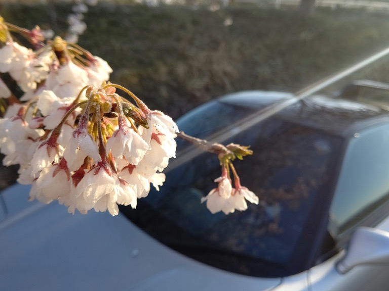 桜と一緒に。