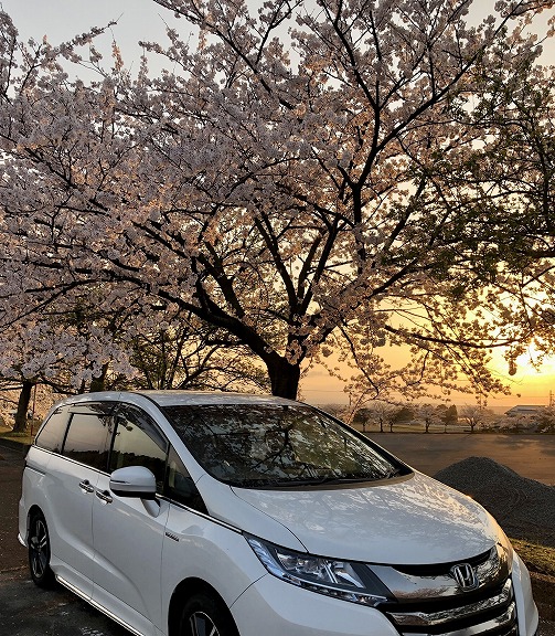 夕日と桜と愛車