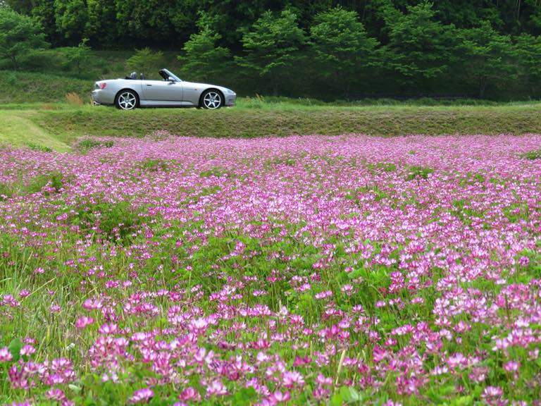 お花畑とS2