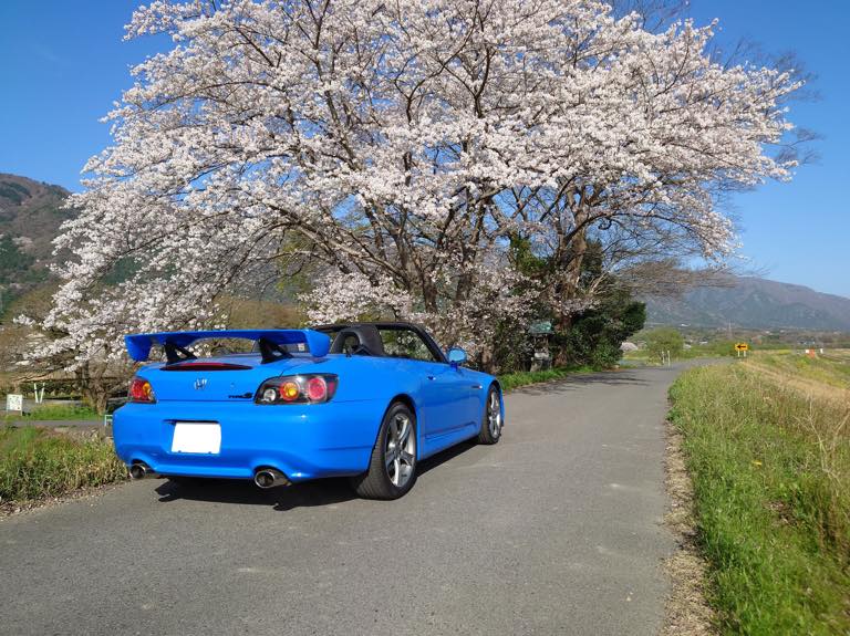 桜花満開