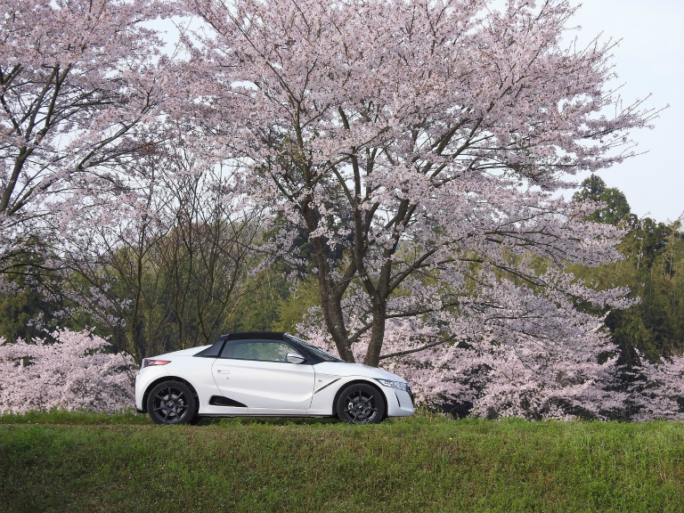 桜の花を追いかけて…