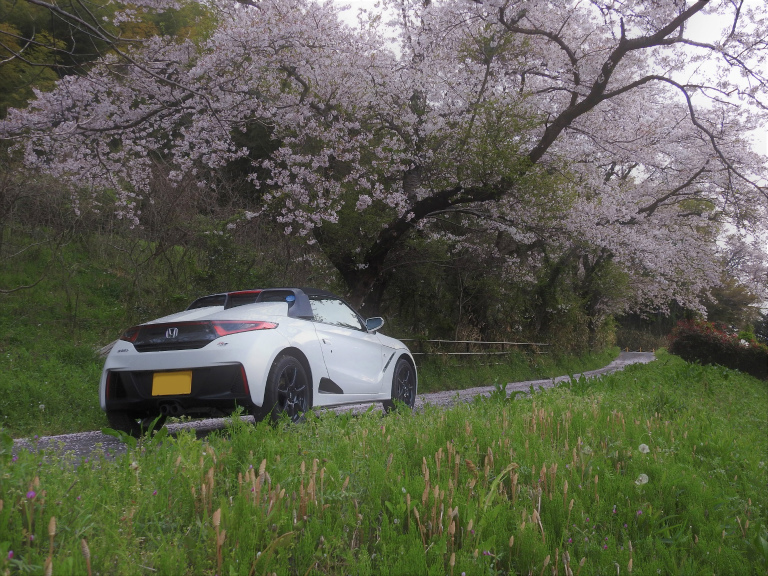 桜の花を追いかけて…