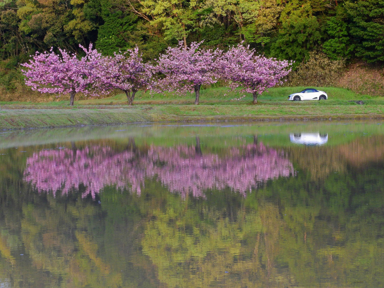 今年最後の桜