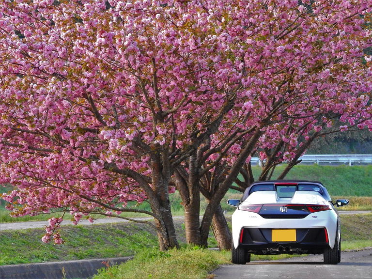 今年最後の桜