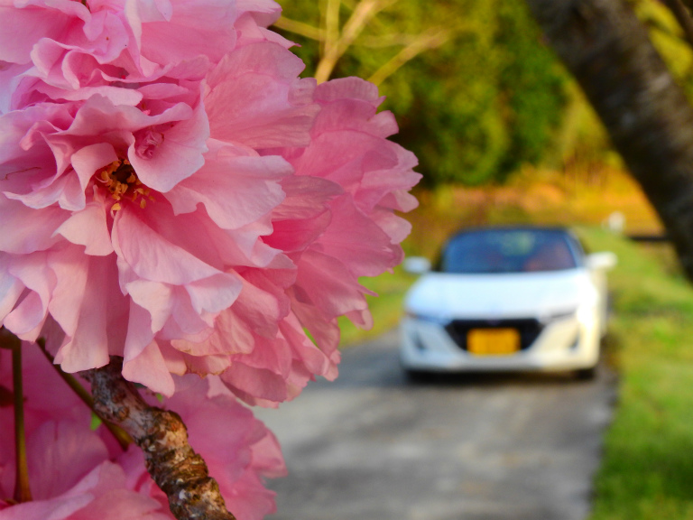 今年最後の桜