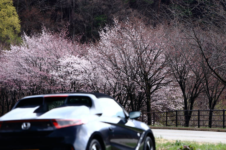 白川郷と桜