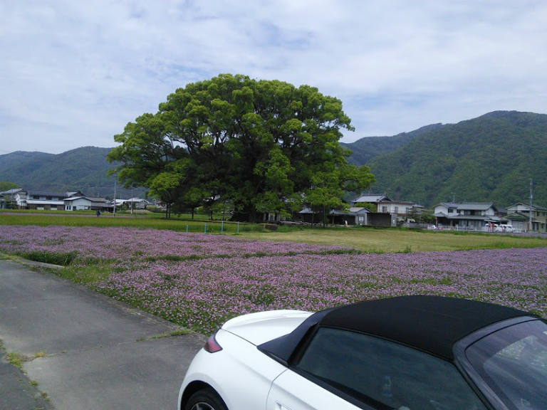 桜吹雪とレンゲ畑