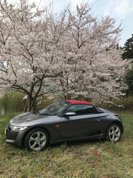 我が家の桜と私の愛車