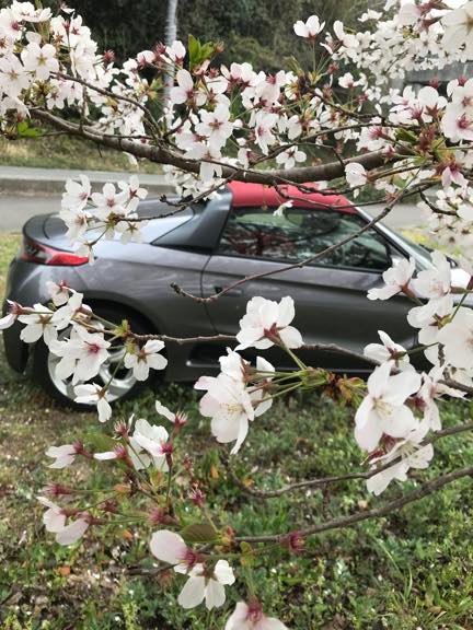 我が家の桜と私の愛車