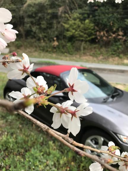 我が家の桜と私の愛車