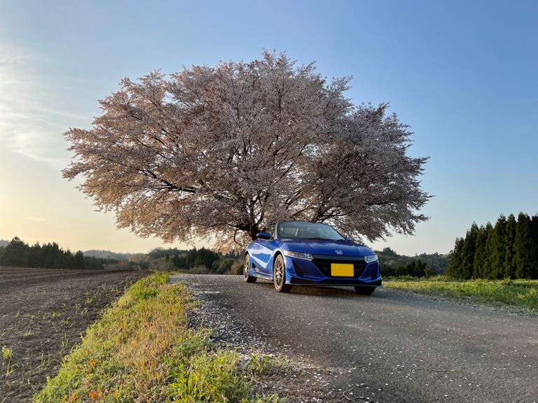 故郷の桜たちと愛車