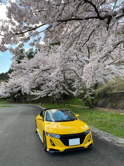 誰もいないダムの桜