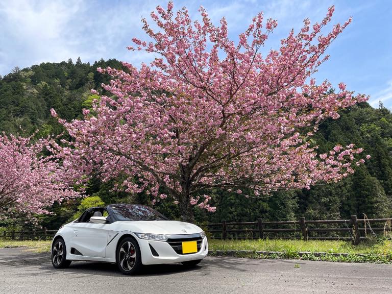 桜の開花はオープンカーの季節の始まり