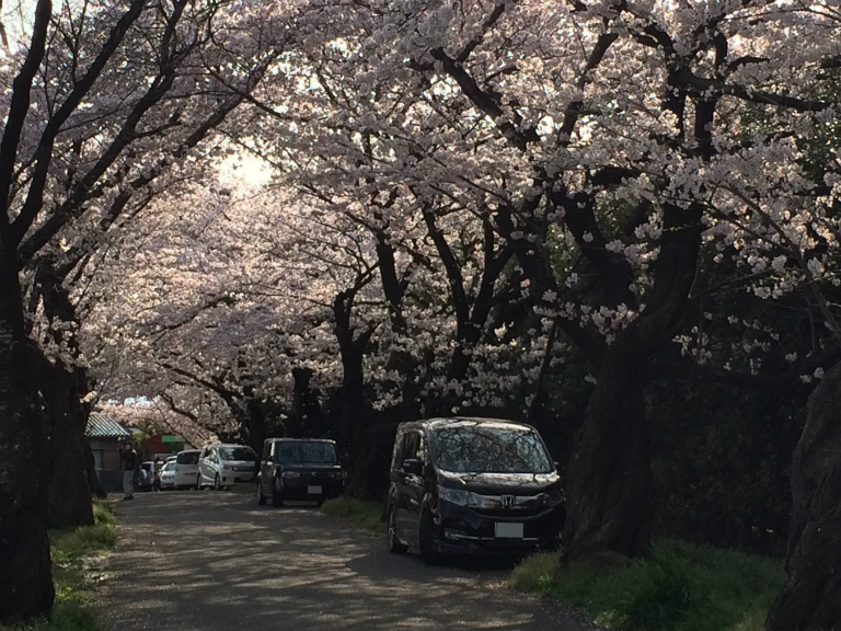 初めての桜