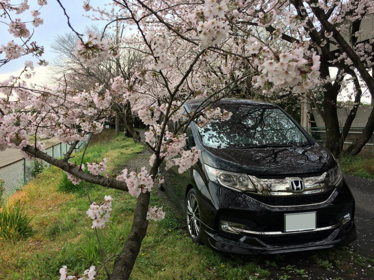 初めての桜