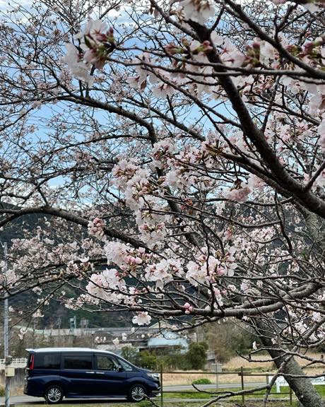 桜の中にステップ ワゴンのある風景。