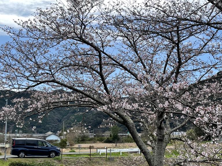 桜の中にステップ ワゴンのある風景。