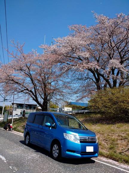 ステップ ワゴンと花見