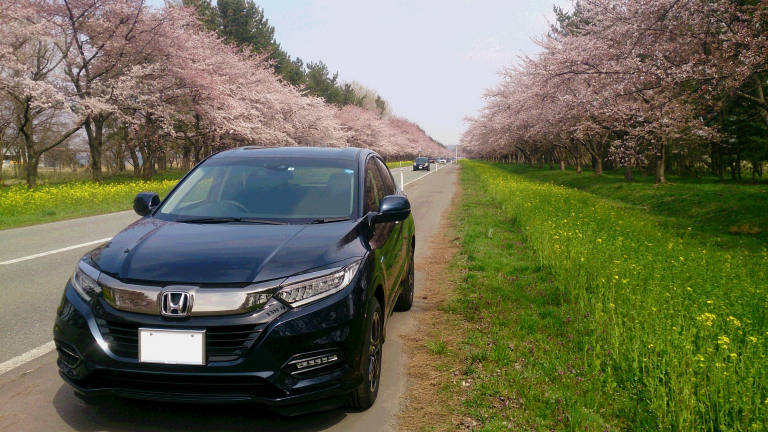 桜と菜の花と