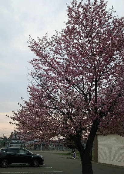 本日開花