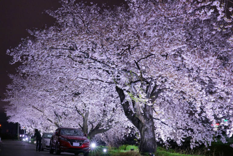 夜桜とヴェゼル