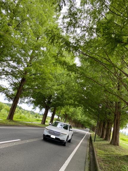 メタセコイヤ並木と愛車