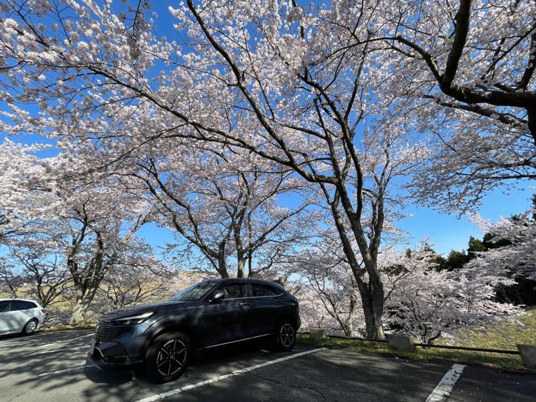 満開の桜🌸の下で。