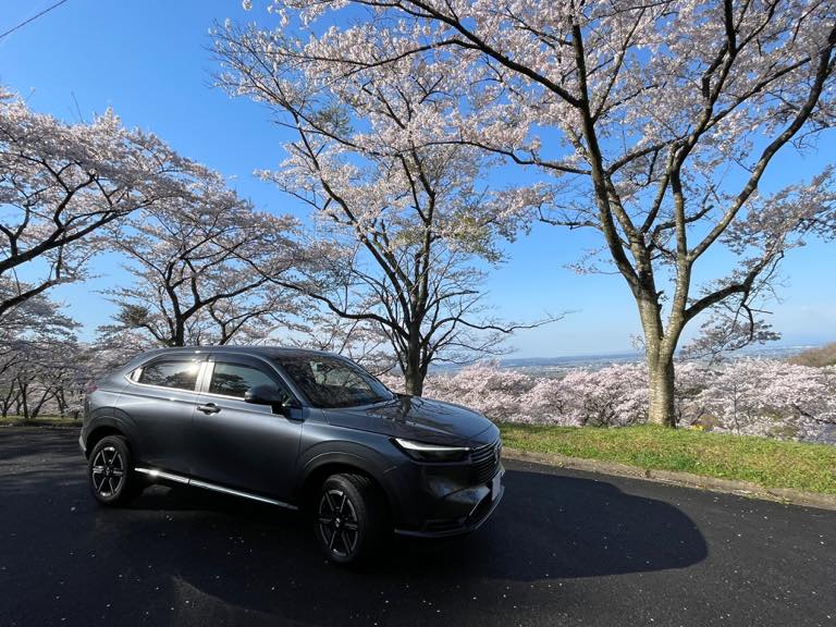 満開の桜🌸の下で。